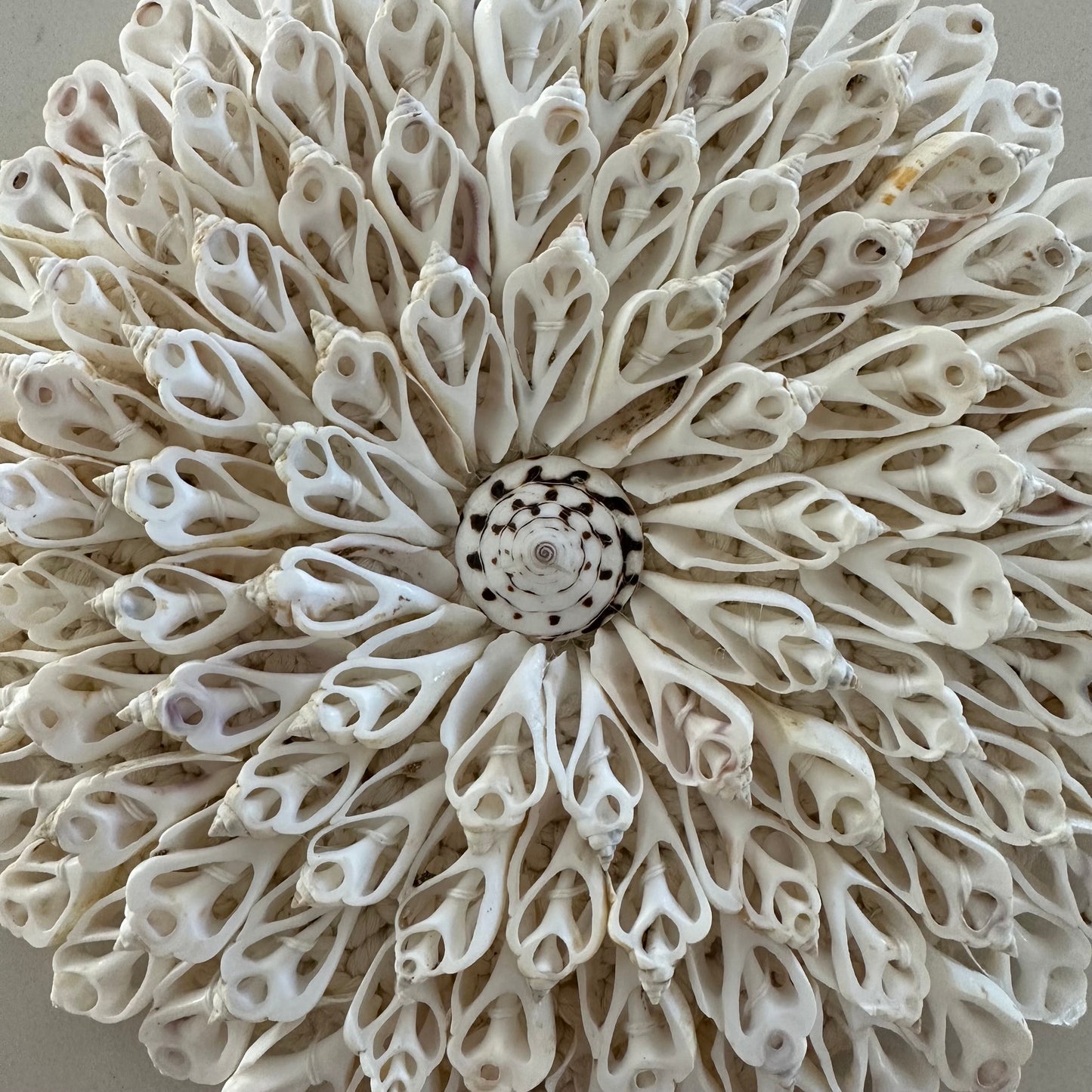South Pacific Shells on Macrame Wall Hanging | 24cm