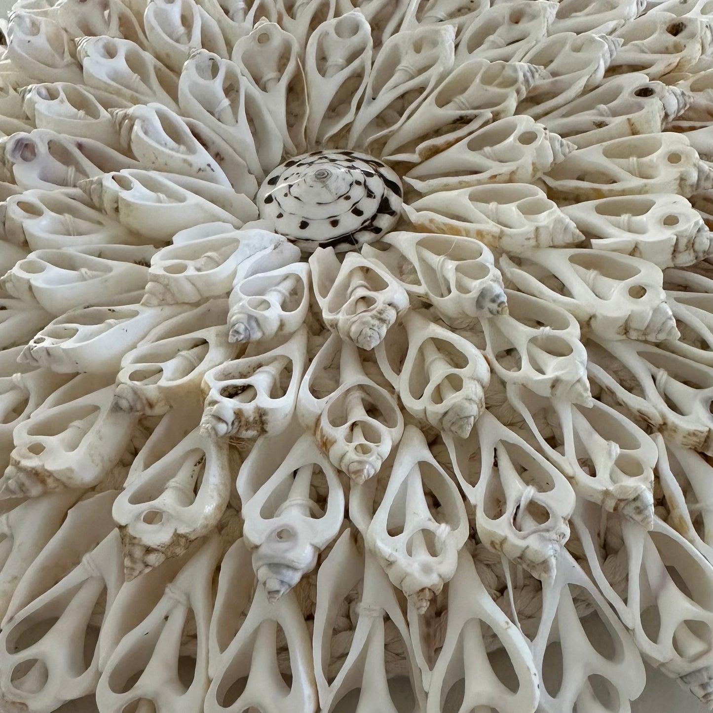 South Pacific Shells on Macrame Wall Hanging | 24cm