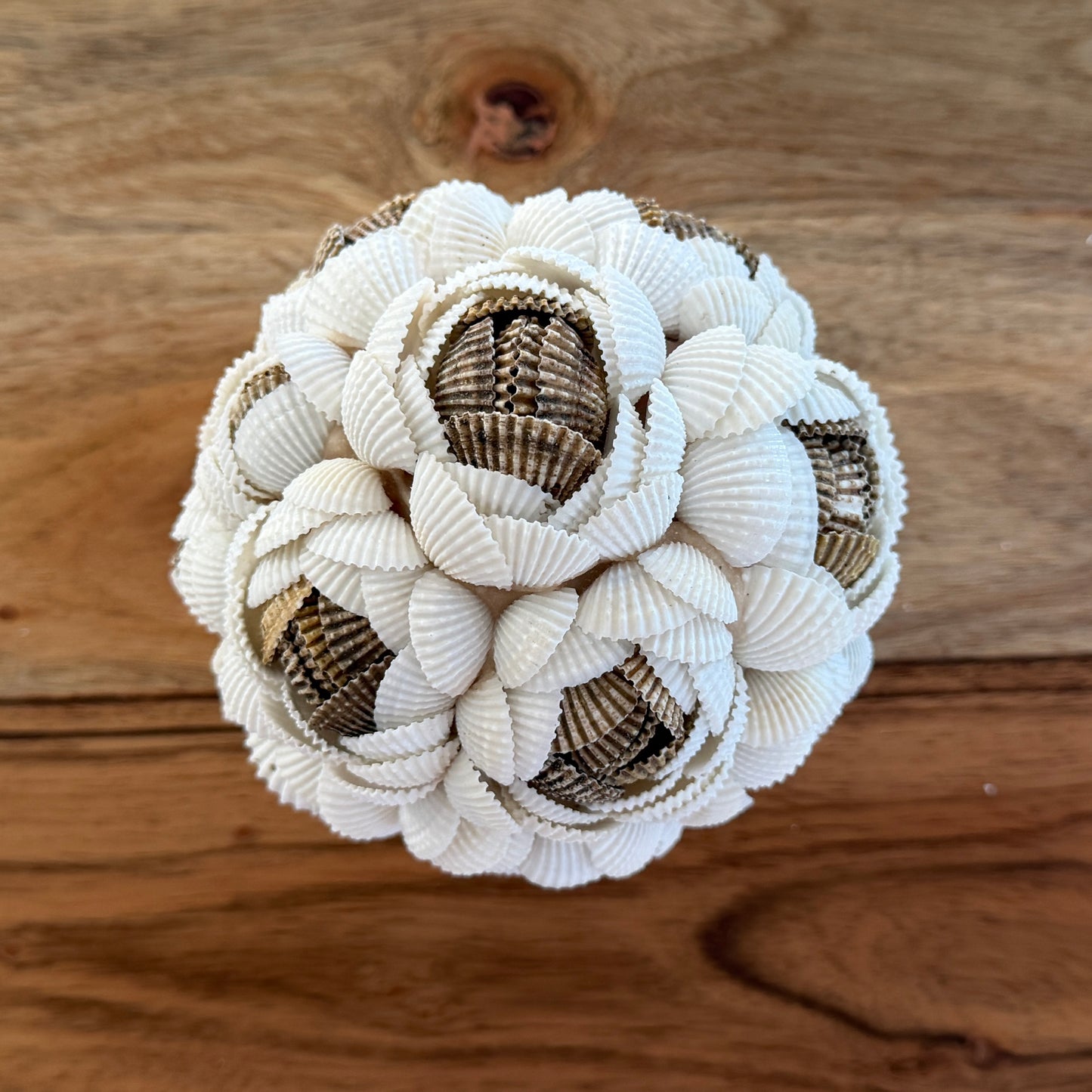 Shells Ball | ROSE | MULTI | 3 Sizes
