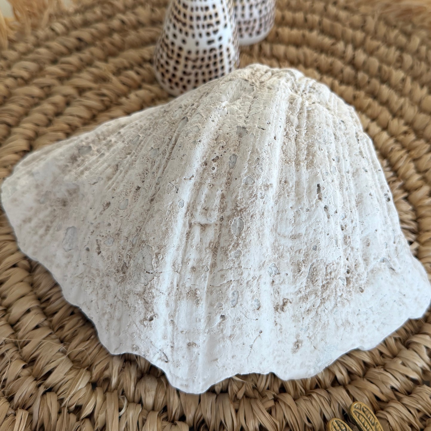 Coastal Clam Shell | Resin | 21cm