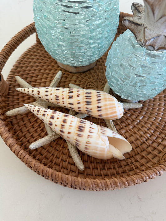 Natural Cone Sea Shell