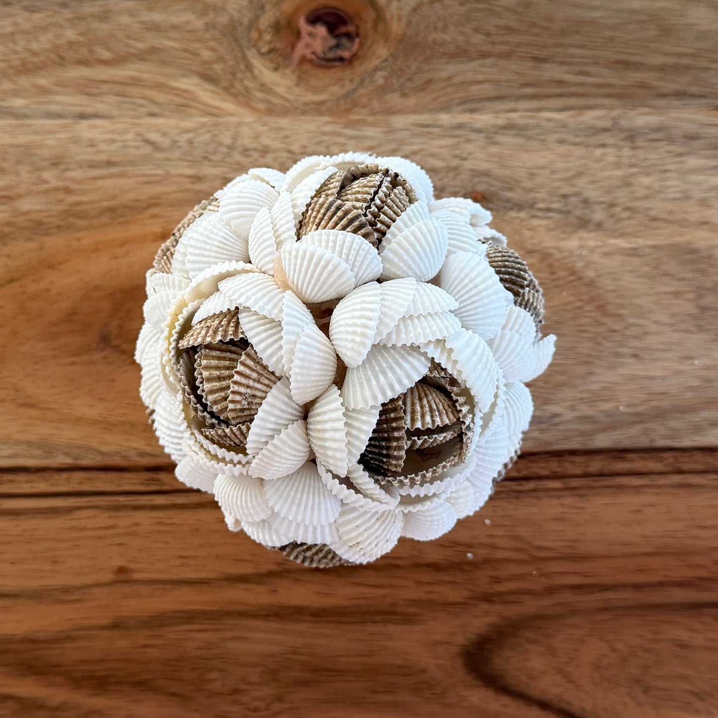 Shells Ball | ROSE | MULTI | 3 Sizes