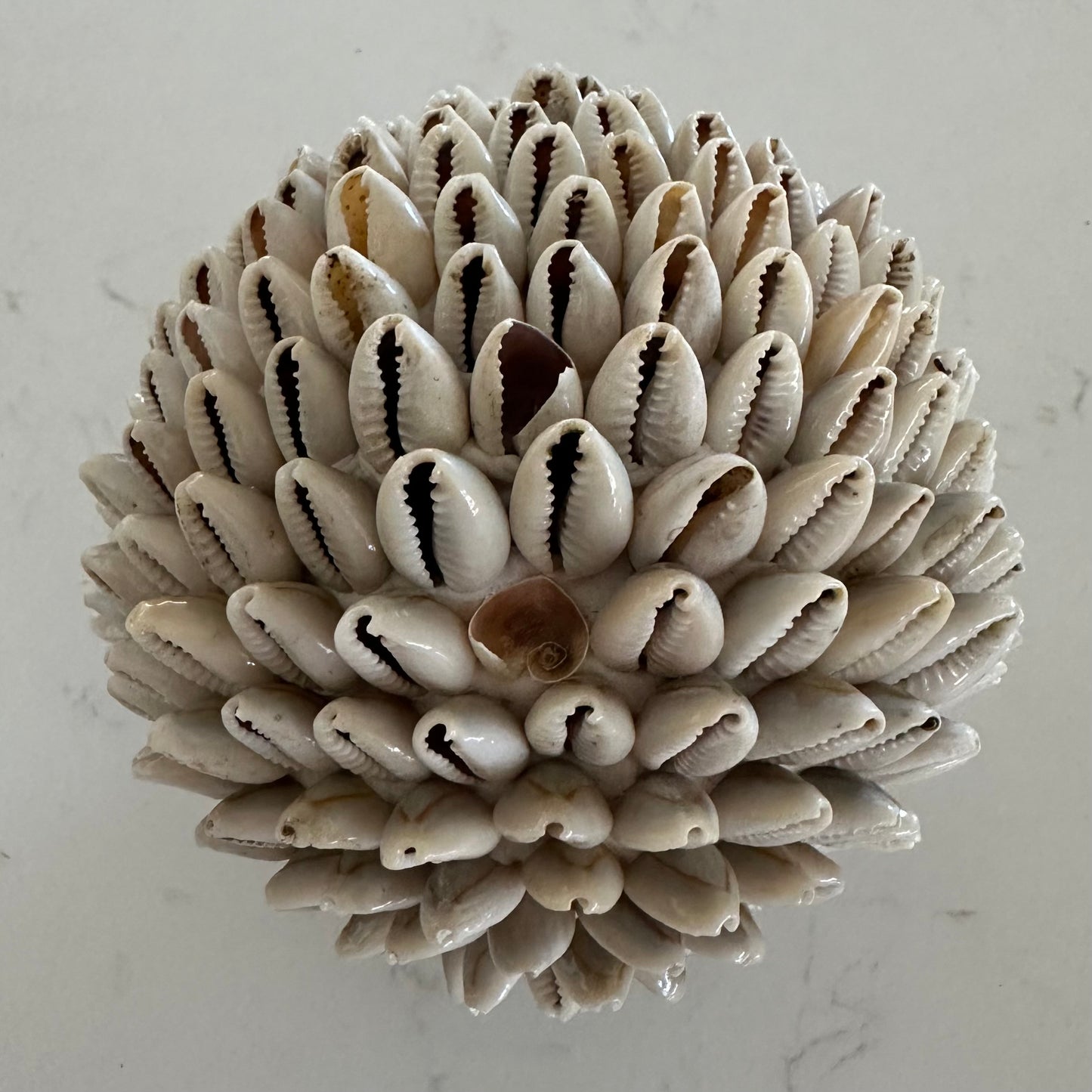 Shells Ball | COWRIE | SECOND | Medium